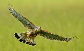 Falcon Birds HD Wallpaper