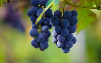 Blue Grapes Wallpaper
