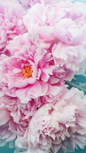 Jamya Ferdinand On Wallpaper Pink Flowers
