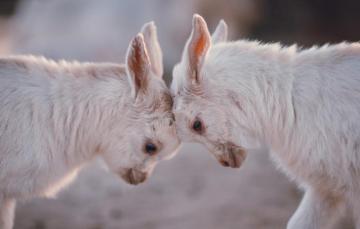 Wallpaper Nature Background Baby Goats Image For Desktop
