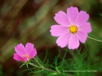 Pink Cosmos Flowers Wallpaper Fall Autumn Flower