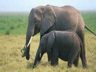 Wallpaper 1280x800 Elephant Html