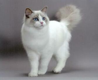 Adonis Ragdoll Cat Computer Screen Saver Pc Desktop Wallpaper