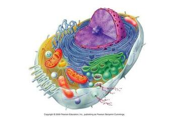 Cell Biology Wallpaper Artwork Cells