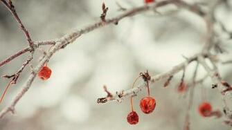 Cute Winter Desktop Wallpaper High Quality Pics Of