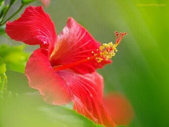 Hibiscus Flowers Wallpaper