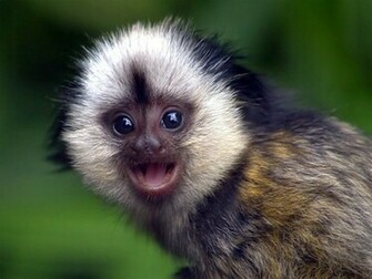 The Most Adorable And Cute Baby Monkeys In World Furry Talk