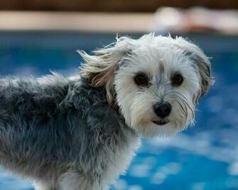 File Pool Puppy Jpg Wikipedia