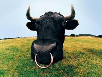 Funny Farm Animals Wallpaper