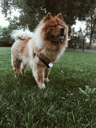 Nala Mikael And I Go For Walks T HD Photo By Stephanie