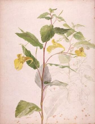 Beatrix Potter Botanical Drawings Wild Yellow Balsam