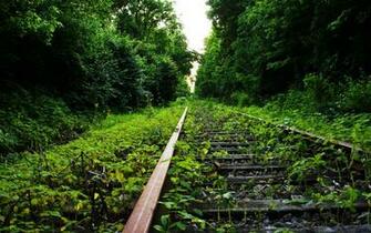Lydia Voth On Majestic iPhone Wallpaper Green Forest