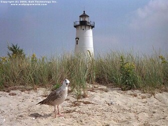 Visual Paradox 3d Wallpaper Lighthouse Seagull