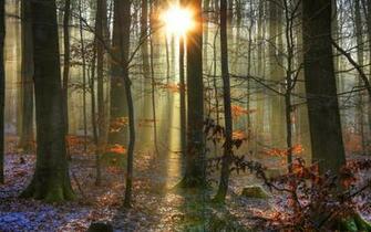 Sunrise Sunset Beam Rays Winter Snow Autmn Leaves Wallpaper Background