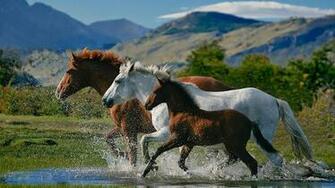 Horses Live Wallpaper Android Apps On Google Play