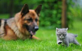 Cats And Dogs Desktop Wallpaper HD Wide