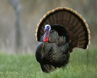 Turkey Desktop Desktopia Thanksgiving Funny Wallpaper For