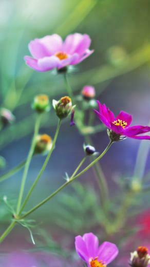 Amazing Flowers iPhone 5s Wallpaper iPad