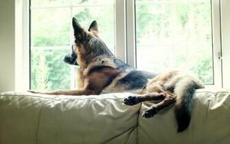 Dog German Shepherd HD Wallpaper