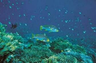 Aquatic Wallpaper For