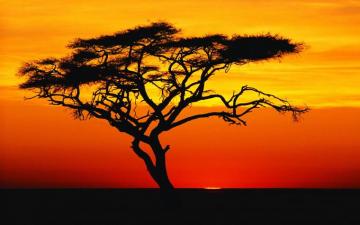 Tree Silhouette Wallpaper