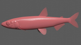 D Modelof Smelt Fish Wallpaper