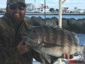 Another Big Sheepshead Ocean City Md Fishing