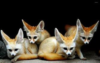 Fennec Fox Wallpaper And Background Image Net