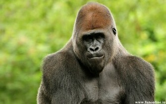 Gorilla Wallpaper Giant Gorillas HD