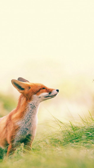 Cute Animals iPhone Wallpaper You Would Love To