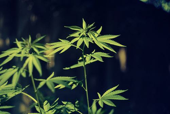 Weed Leaf On