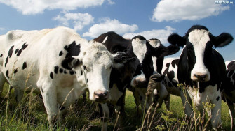 Farm Animal Wallpaper
