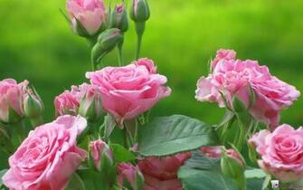 Old English Roses Wallpaper
