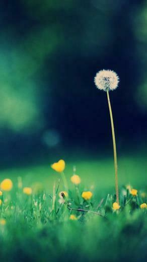 Morning Dandelion Tap To See More Cute Spring Summer iPhone