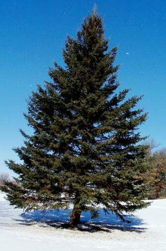Pine Tree In Winter By Dp Stock
