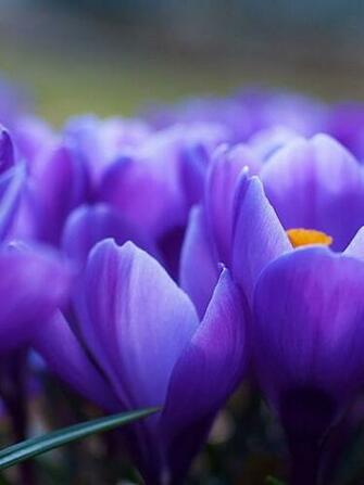 Spring Flowers Macro Desktop Pc And Mac Wallpaper