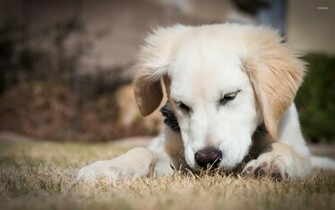 Golden Retriever Wallpaper Puppy