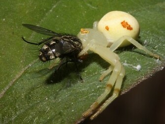 Crab Spider Wallpaper