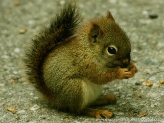 Wallpaper Squirrels Desktop