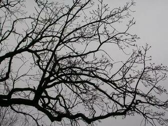 Branches Silhouette