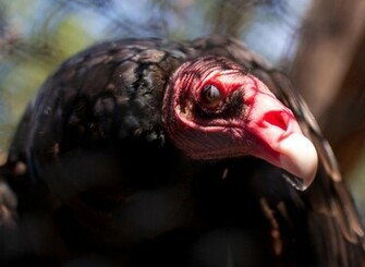 Vulture Computer Wallpaper Desktop Background Id