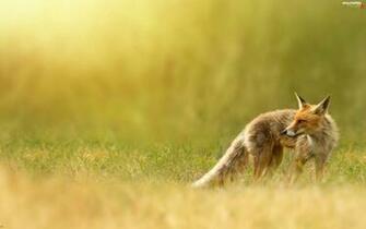 Fox Grass Ginger Full HD Wallpaper