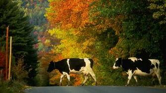 Cow Computer Wallpaper Desktop Background Id
