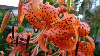 Tiger Lily High Quality And Resolution Wallpaper On