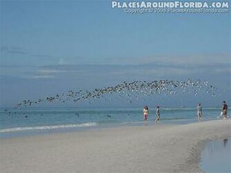 Siesta Key Florida Vacation Rentals Tattoo Design