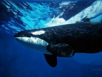 HD Wallpaper Animals Chainimage