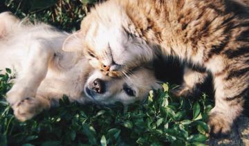 Hq Cat And Dog Pictures Image