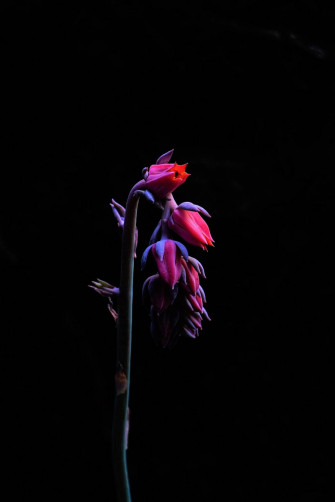 Dark Floral Wallpaper