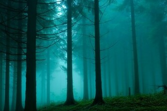 Jungle After Rain Wallpaper Best HD