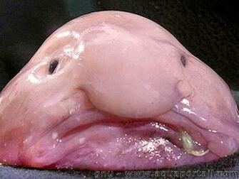 Blob Fish On Nicolerunsfarr But You Didn T Run By Any